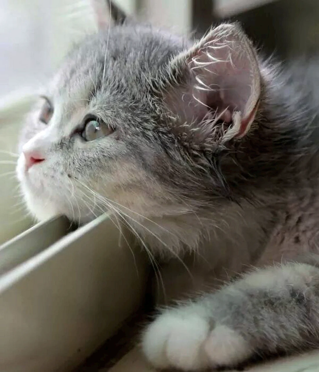 Котенок грустит