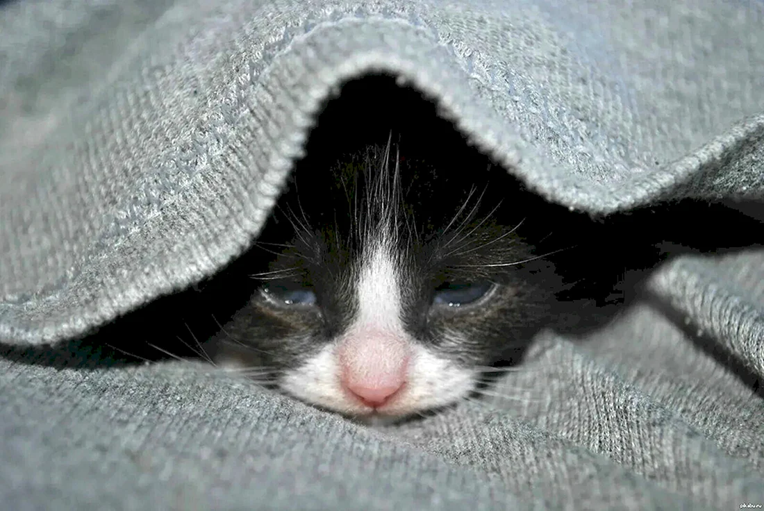 Котенок грустит