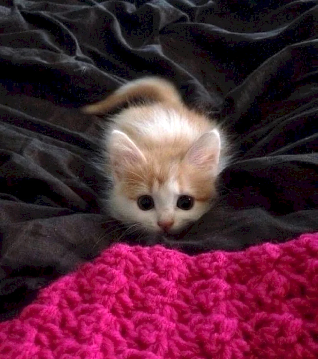 Котята милашки