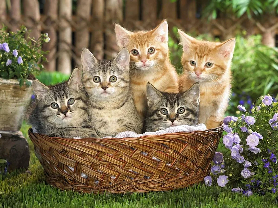 Котята в корзинке