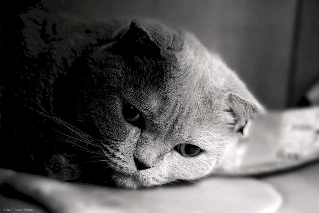 Котик грустит