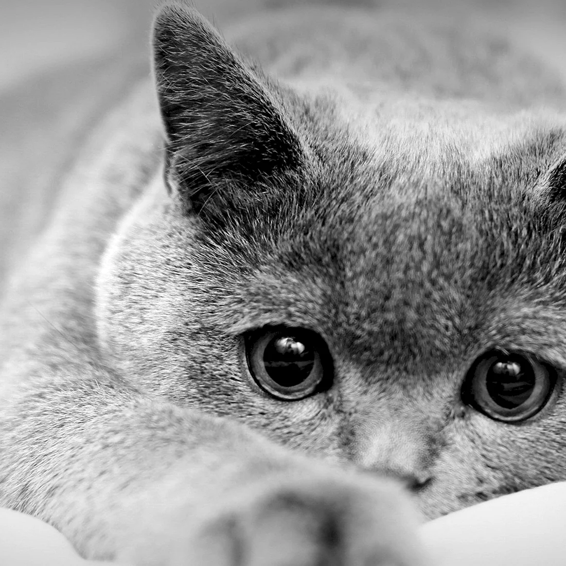 Котик грустит