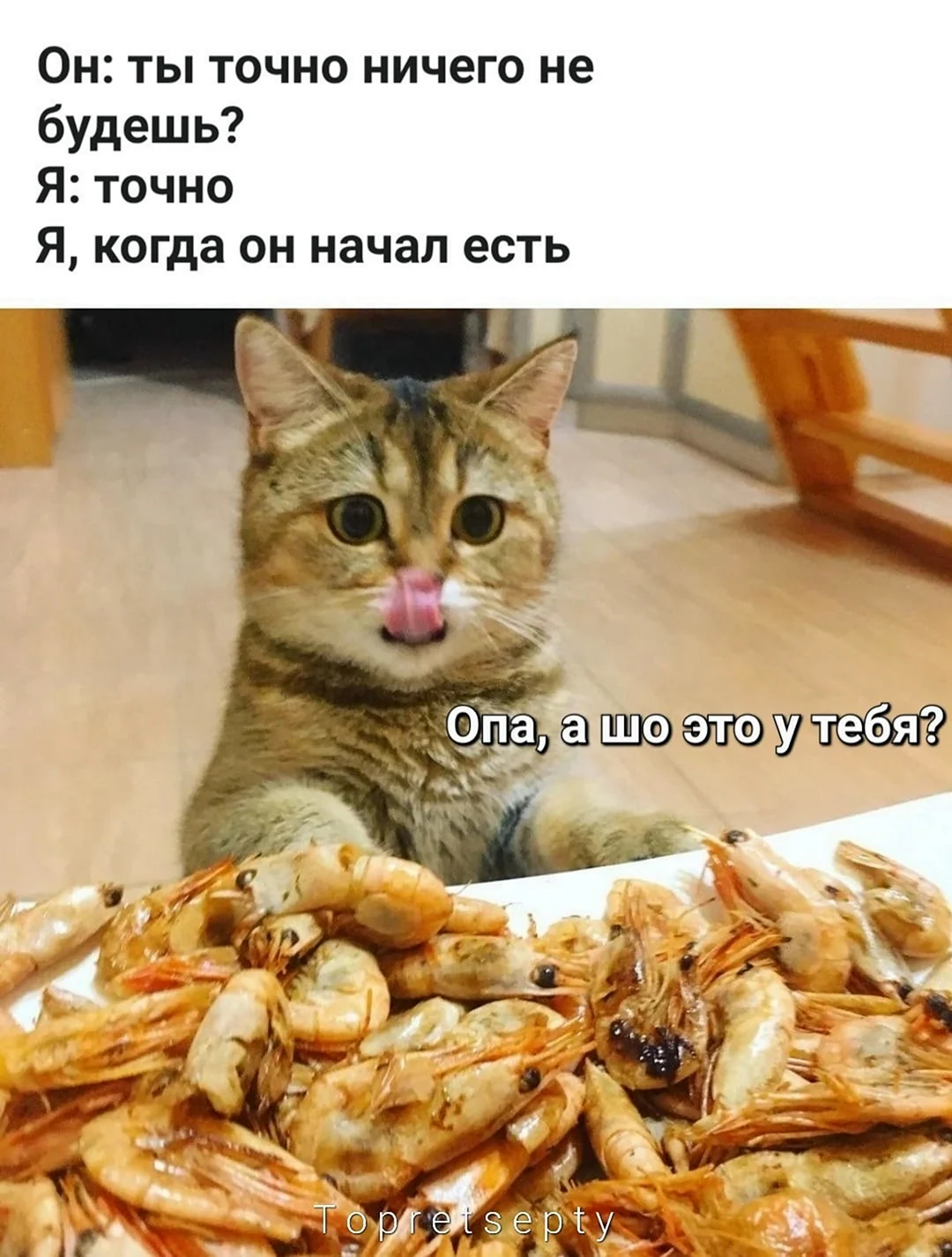 Котик с едой