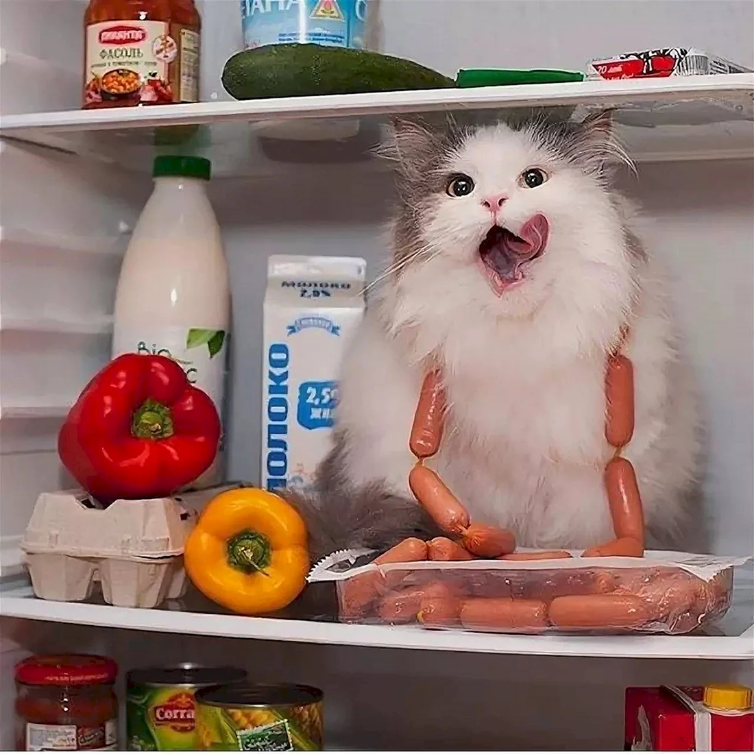 Котик с едой
