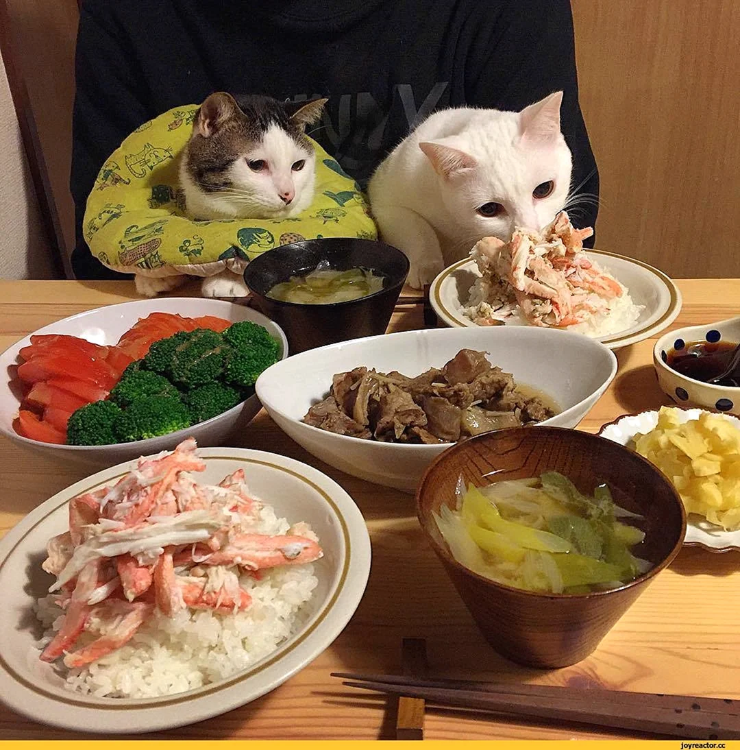 Котик с едой