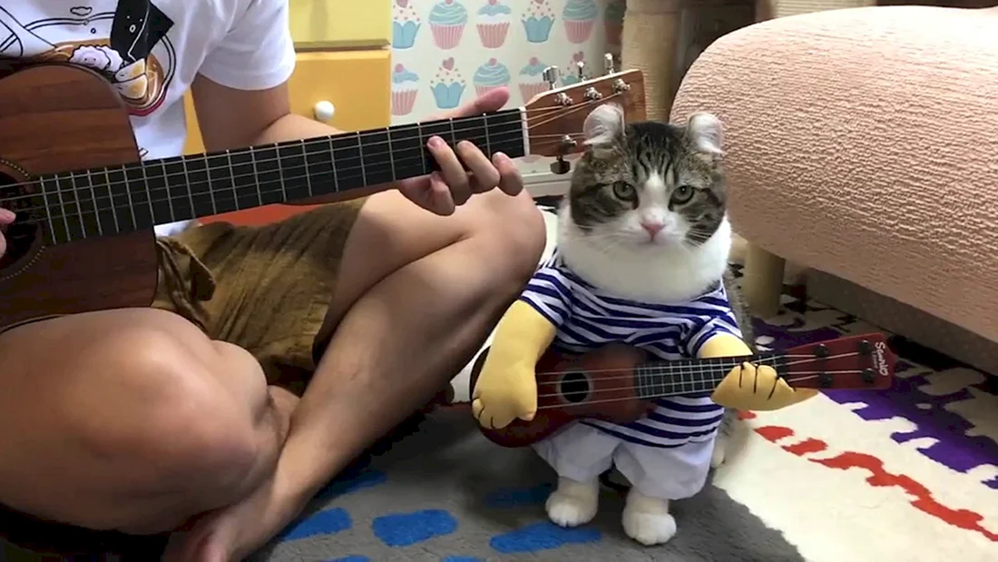 Котик с гитарой