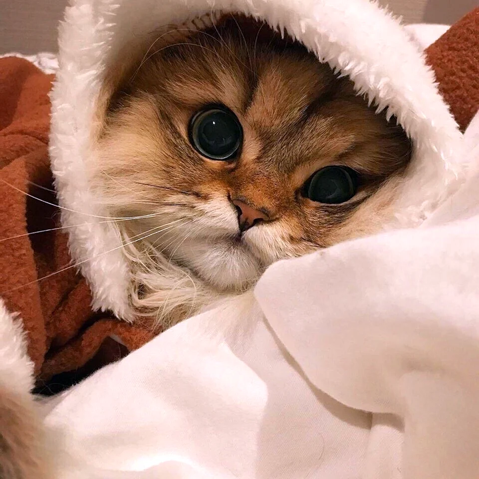 Котик с сердечком