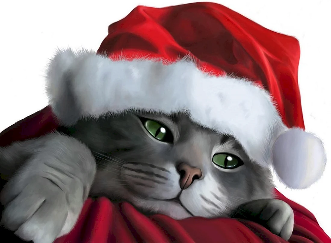 Котик в новогодней шапке