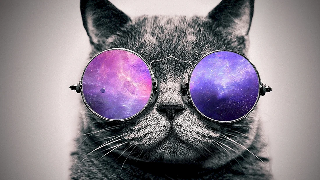 Котик в очках