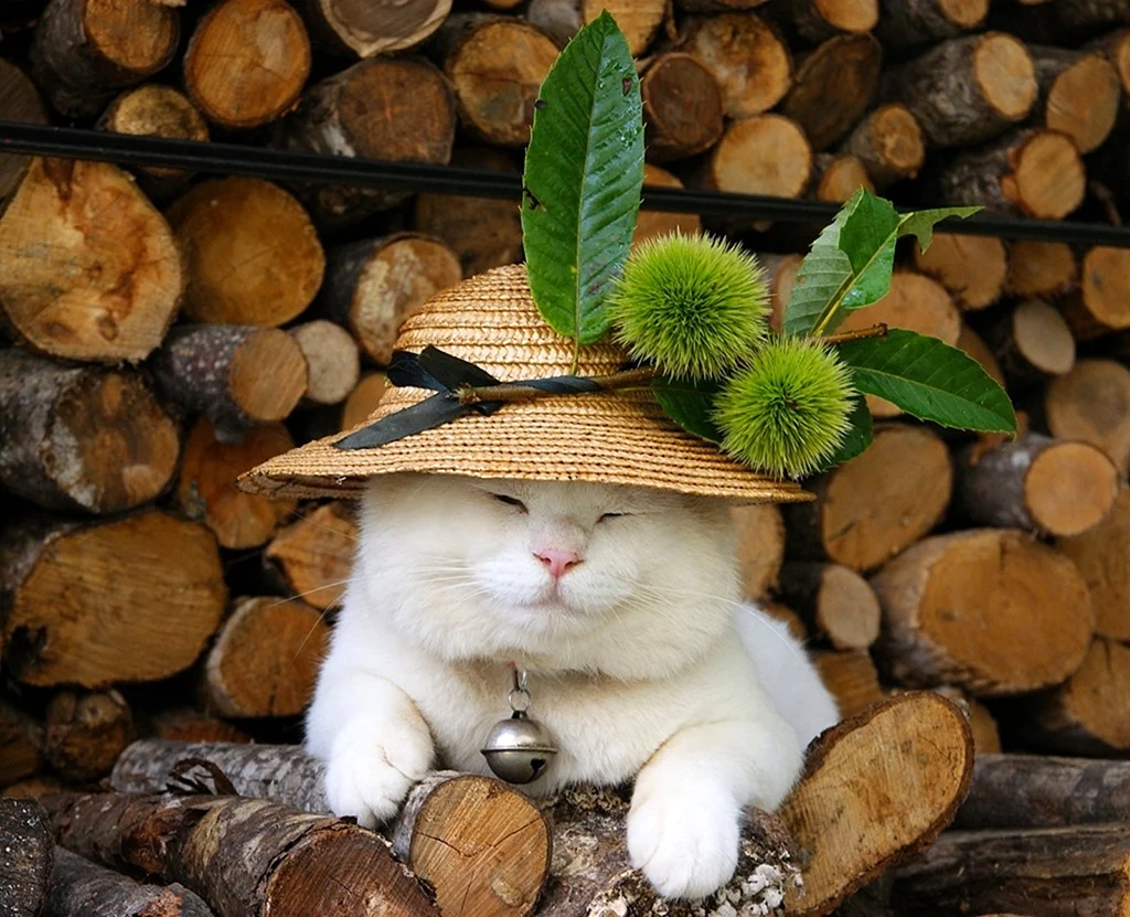 Котик в шляпе