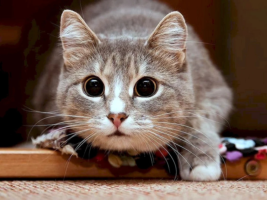 Котики