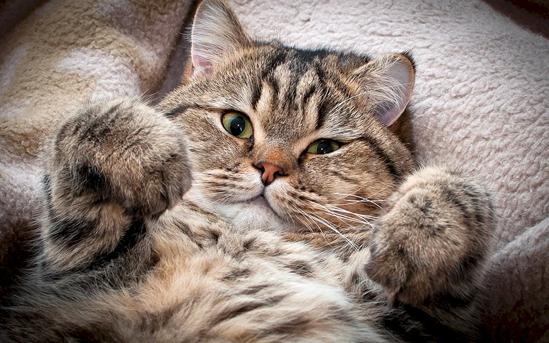 Котики