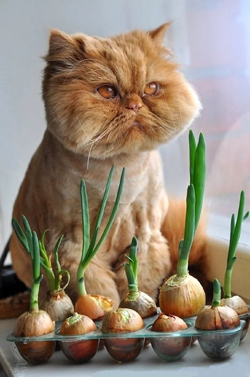 Котики для поднятия настроения