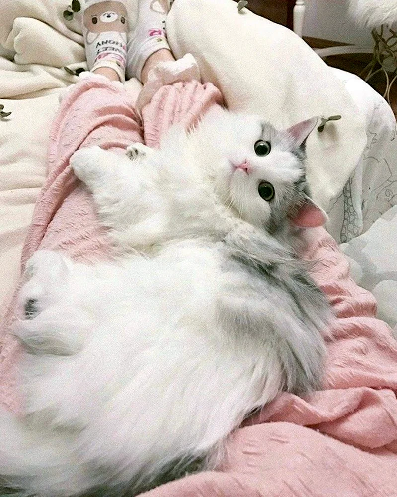Котики Эстетика