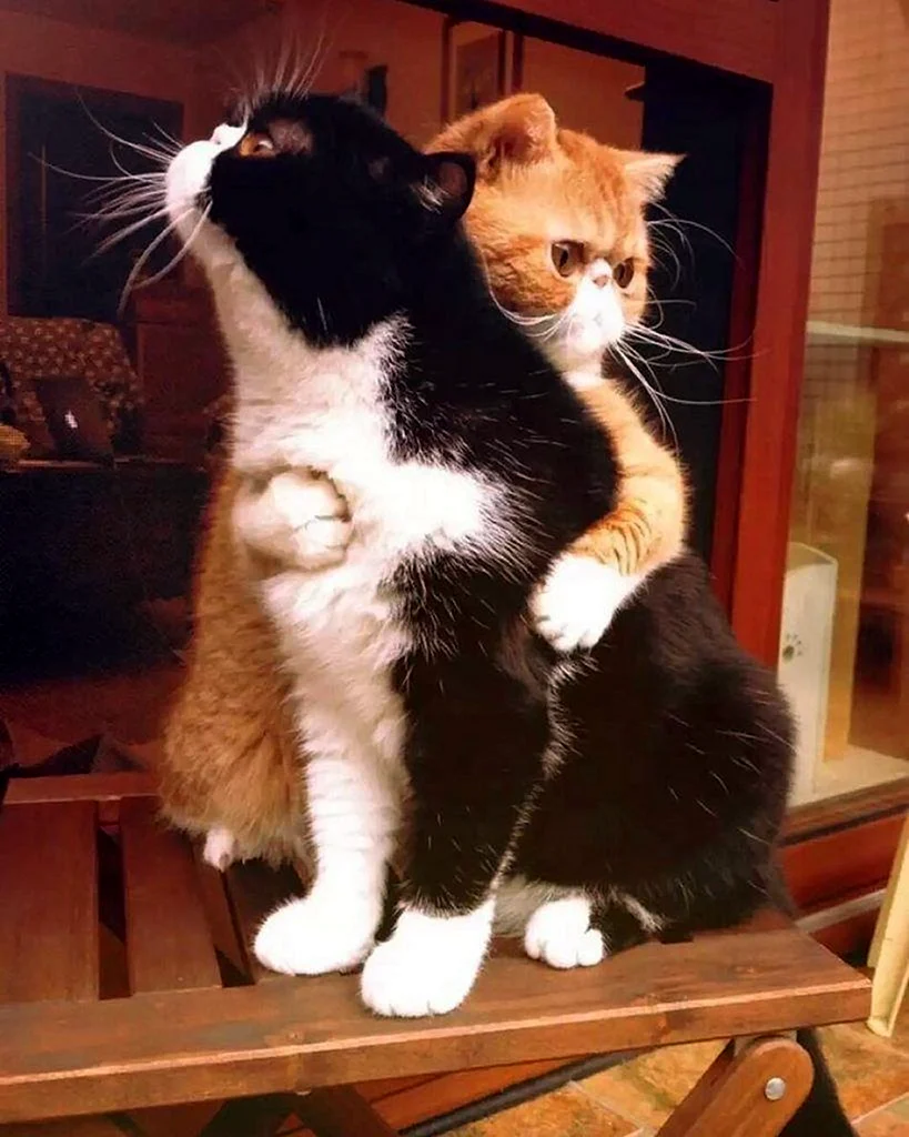 Котики обнимаются