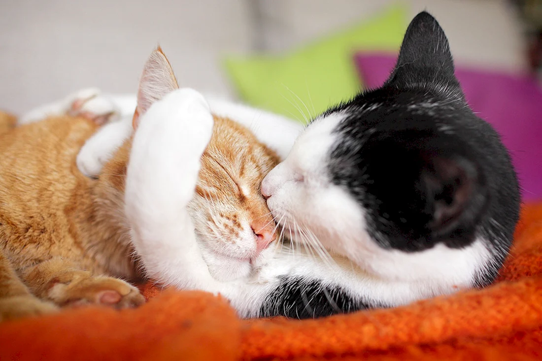 Котики обнимаются