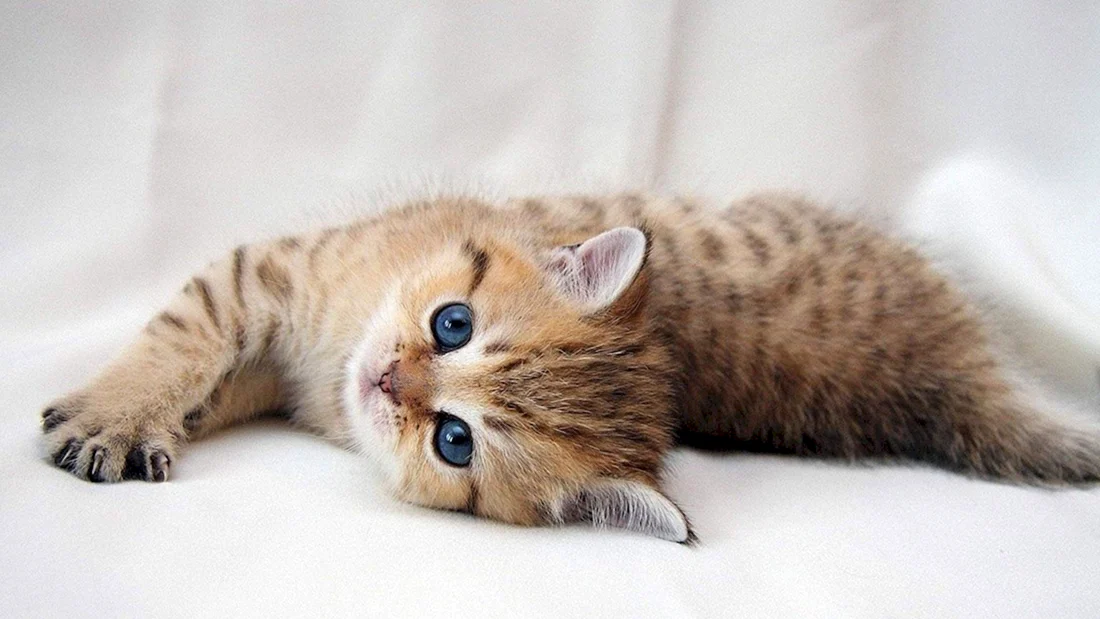 Котики слайд шоу