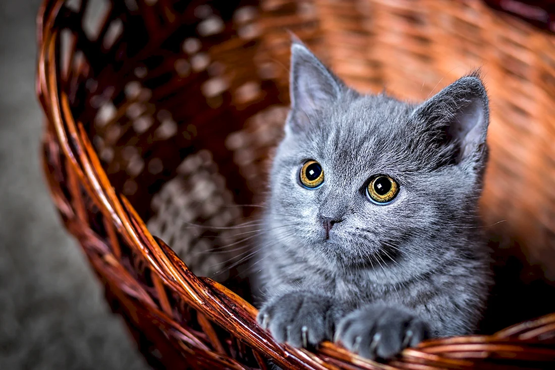 Котологика Марины Жеребиловой