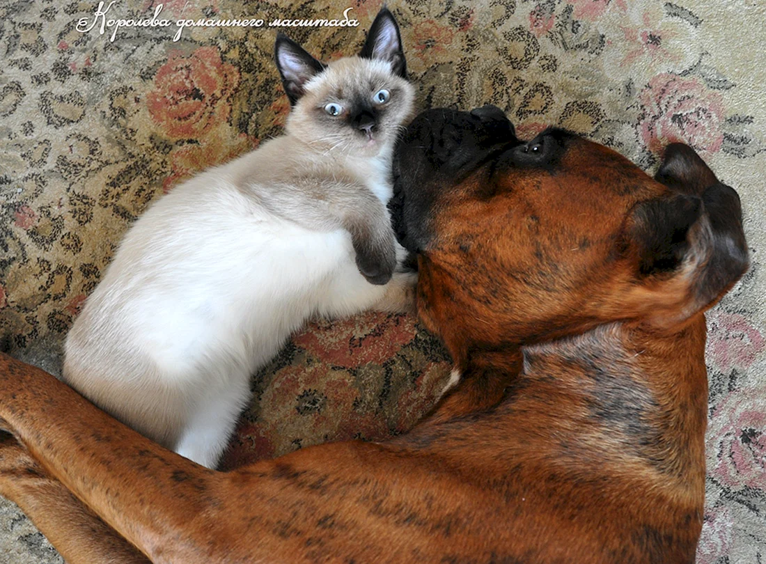 Котопес