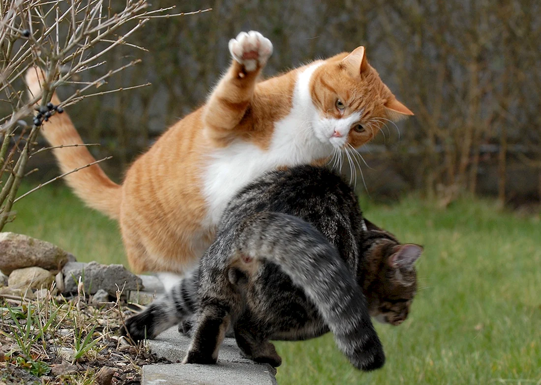 Коты