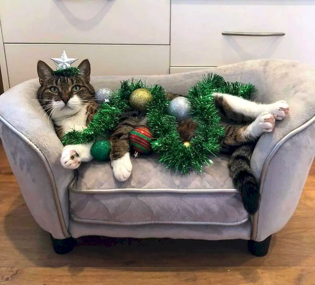 Коты и елки