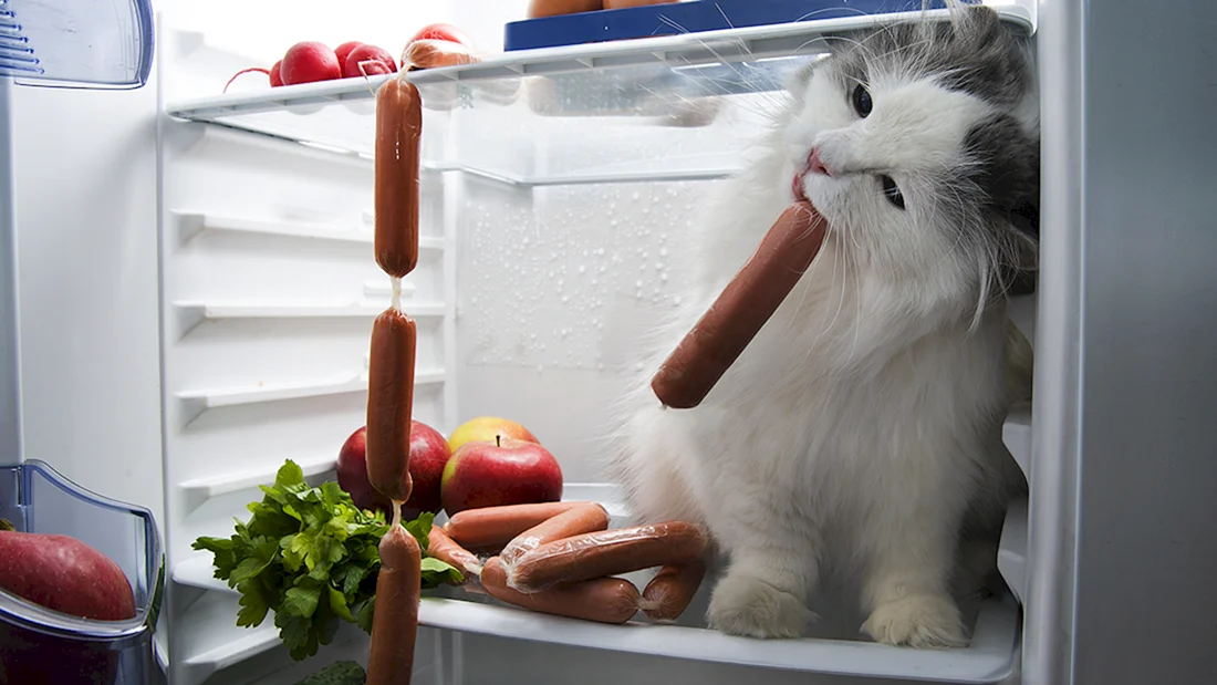 Коты и сосиски