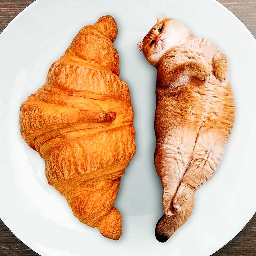 Коты круассаны