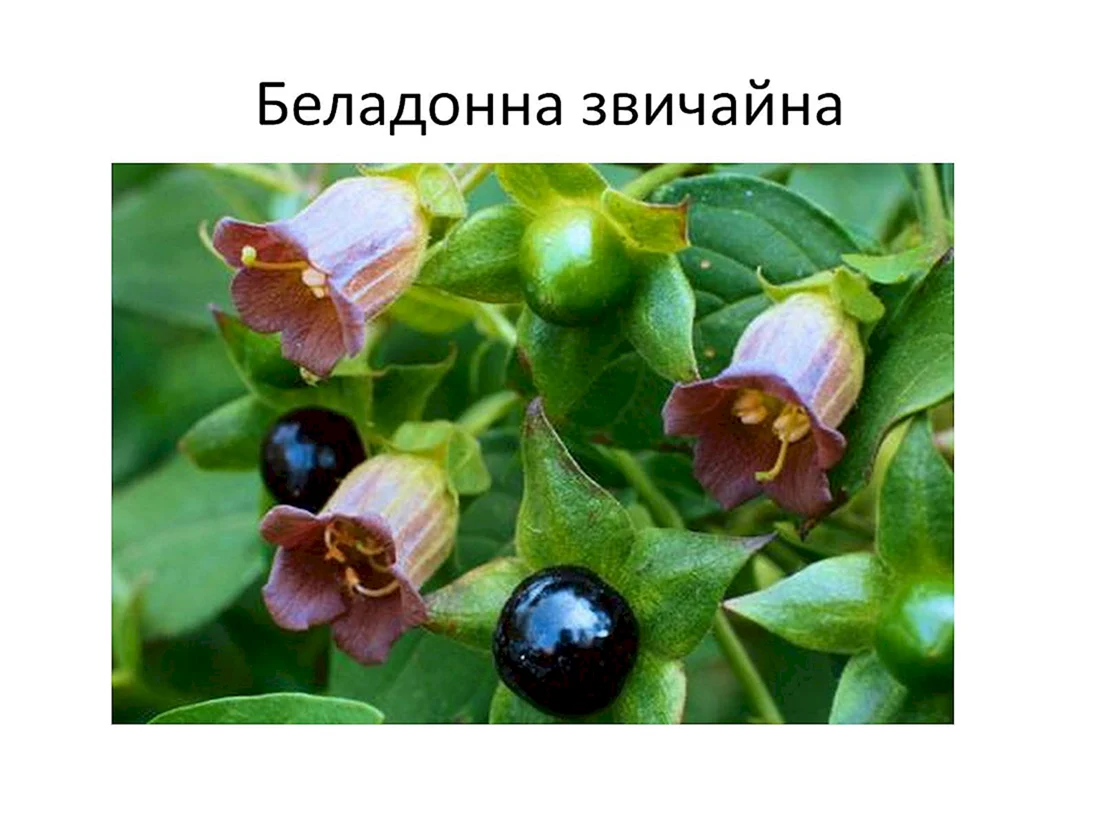 Красавка белладонна