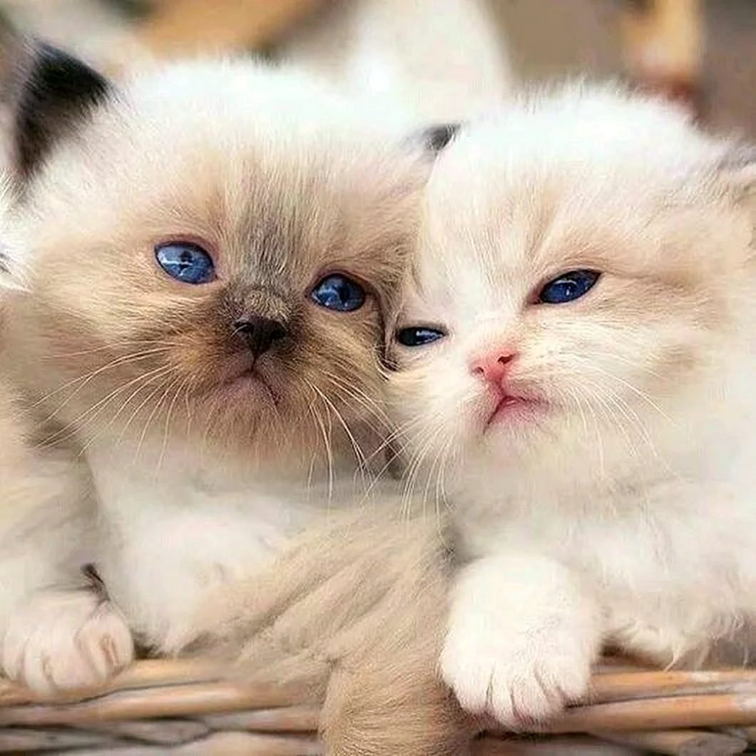 Красивые котята