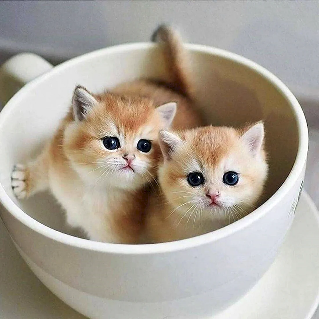 Красивые котята