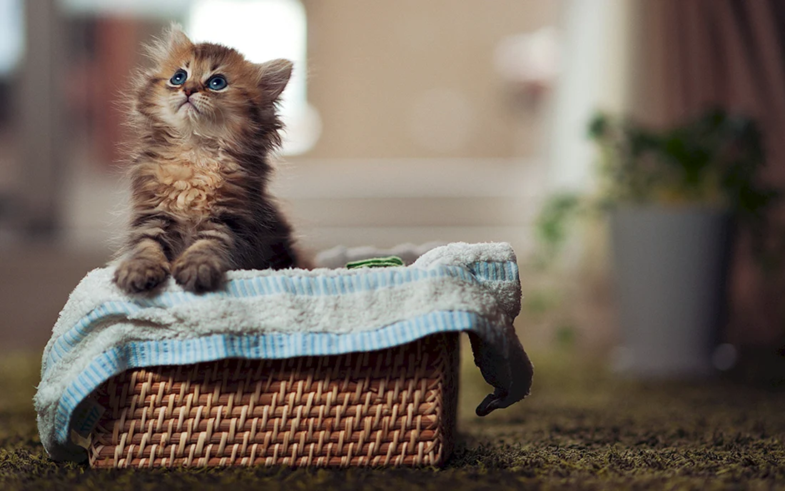 Красивые котята
