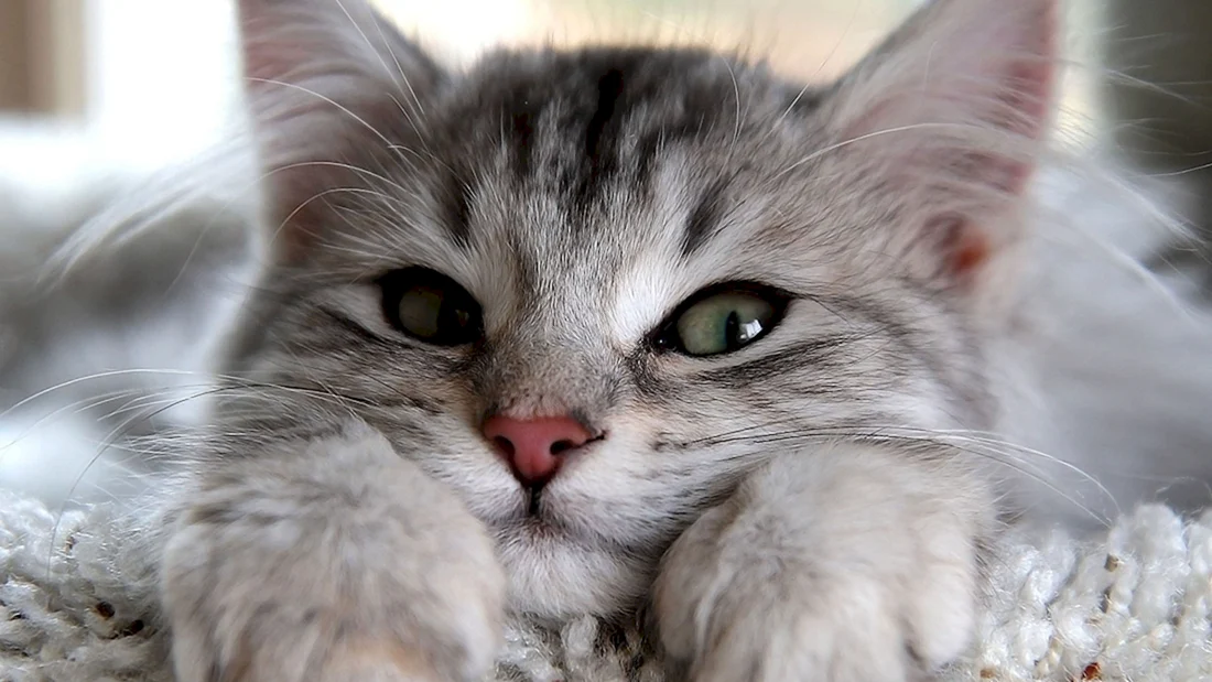Красивые котики