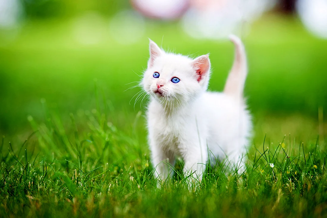 Красивые котики