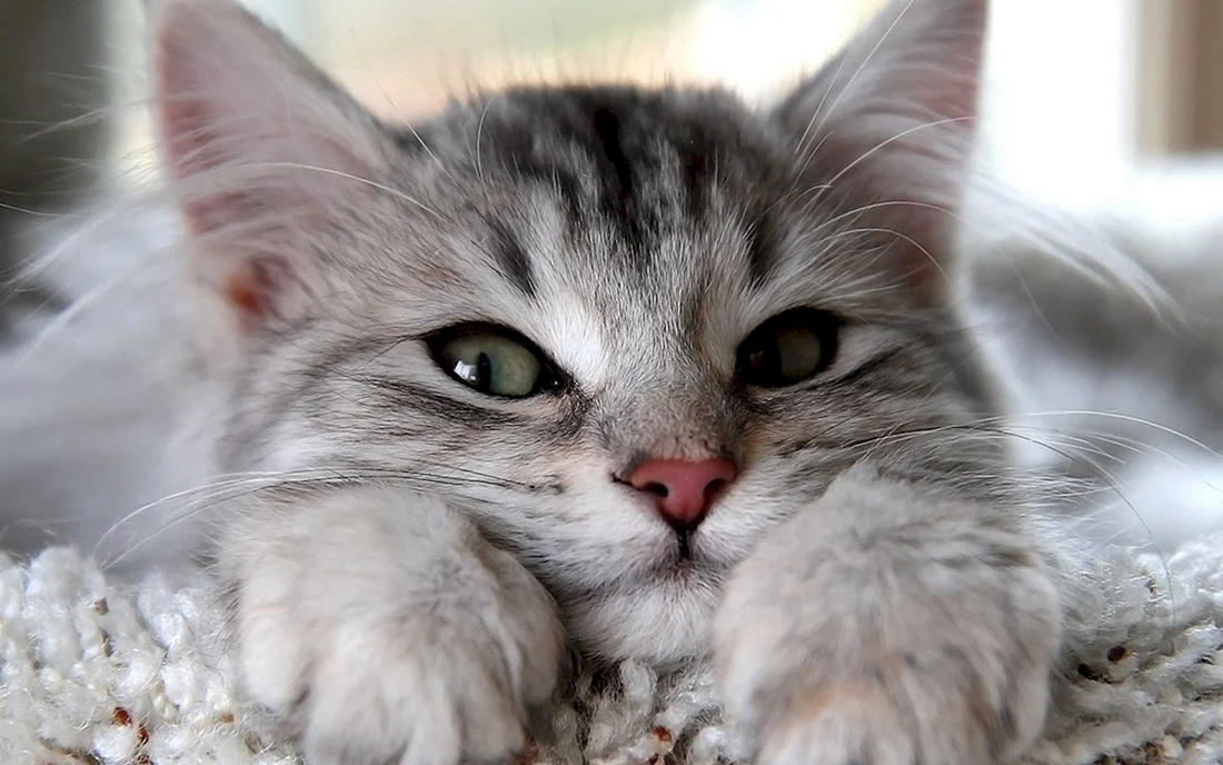 Красивые котики