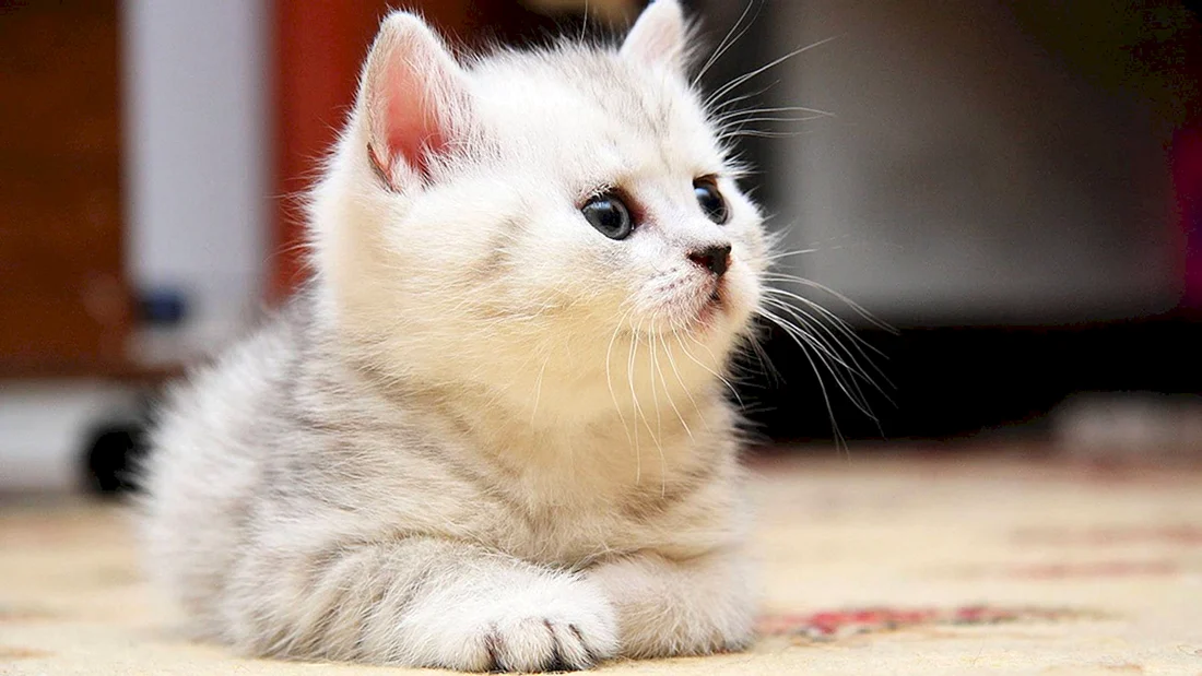 Красивые котики