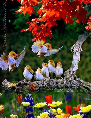 Красивые птички