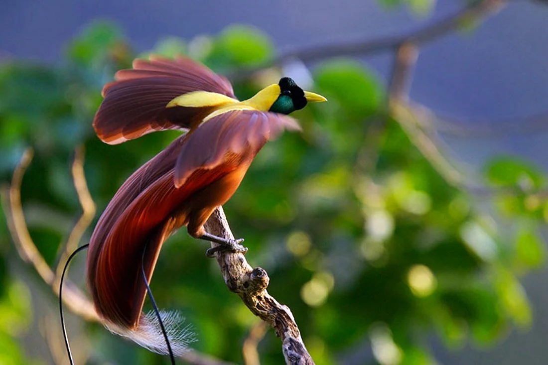 Красная Райская птица paradisaea rubra