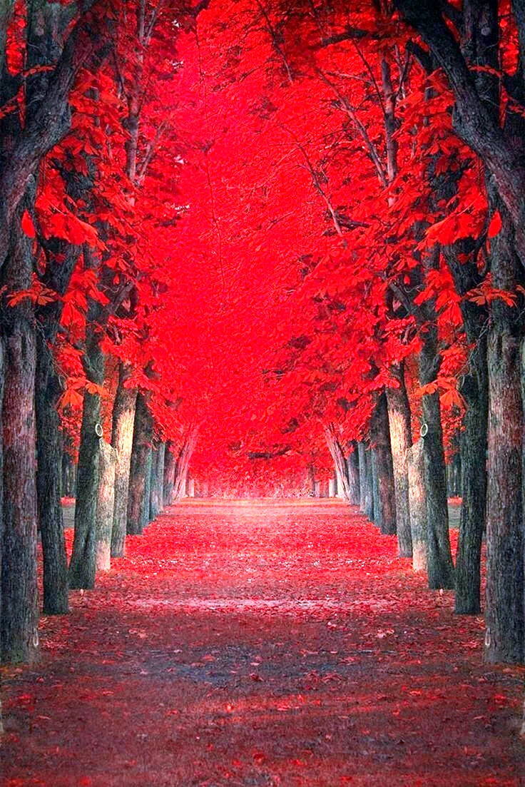 Красное дерево