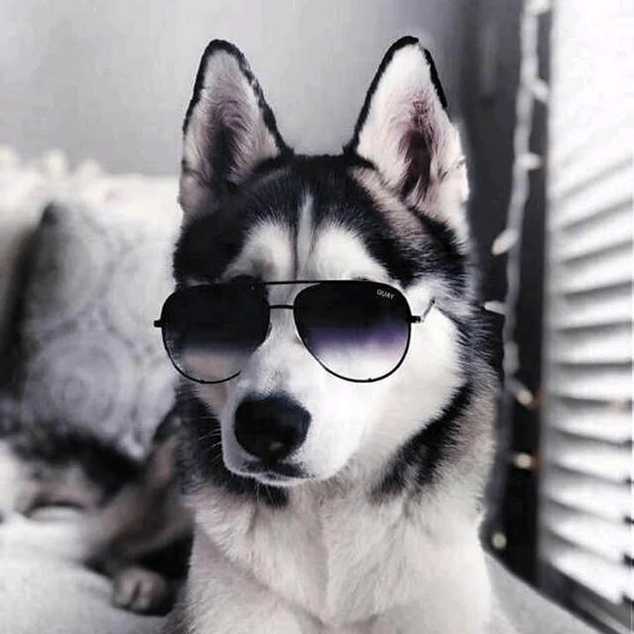 Крутая собака