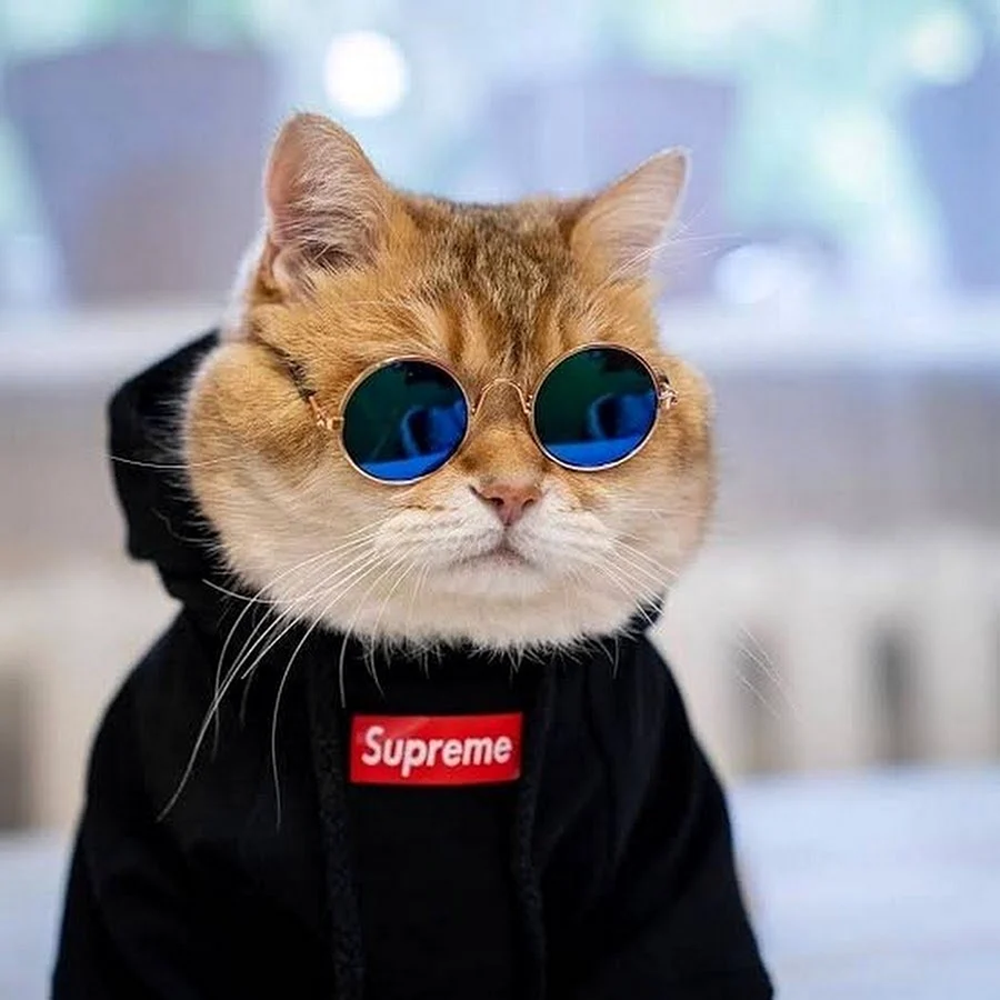 Крутой кот