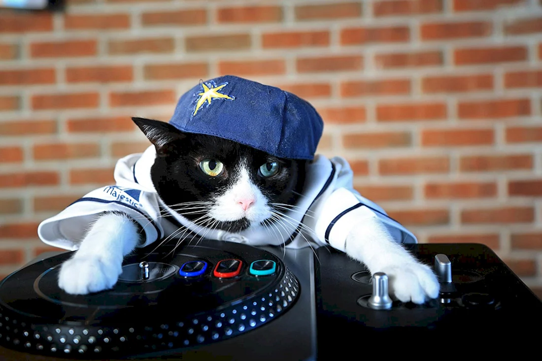 Крутые котики