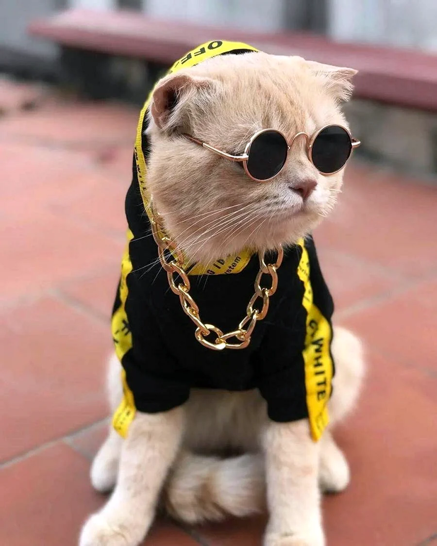 Крутые котики