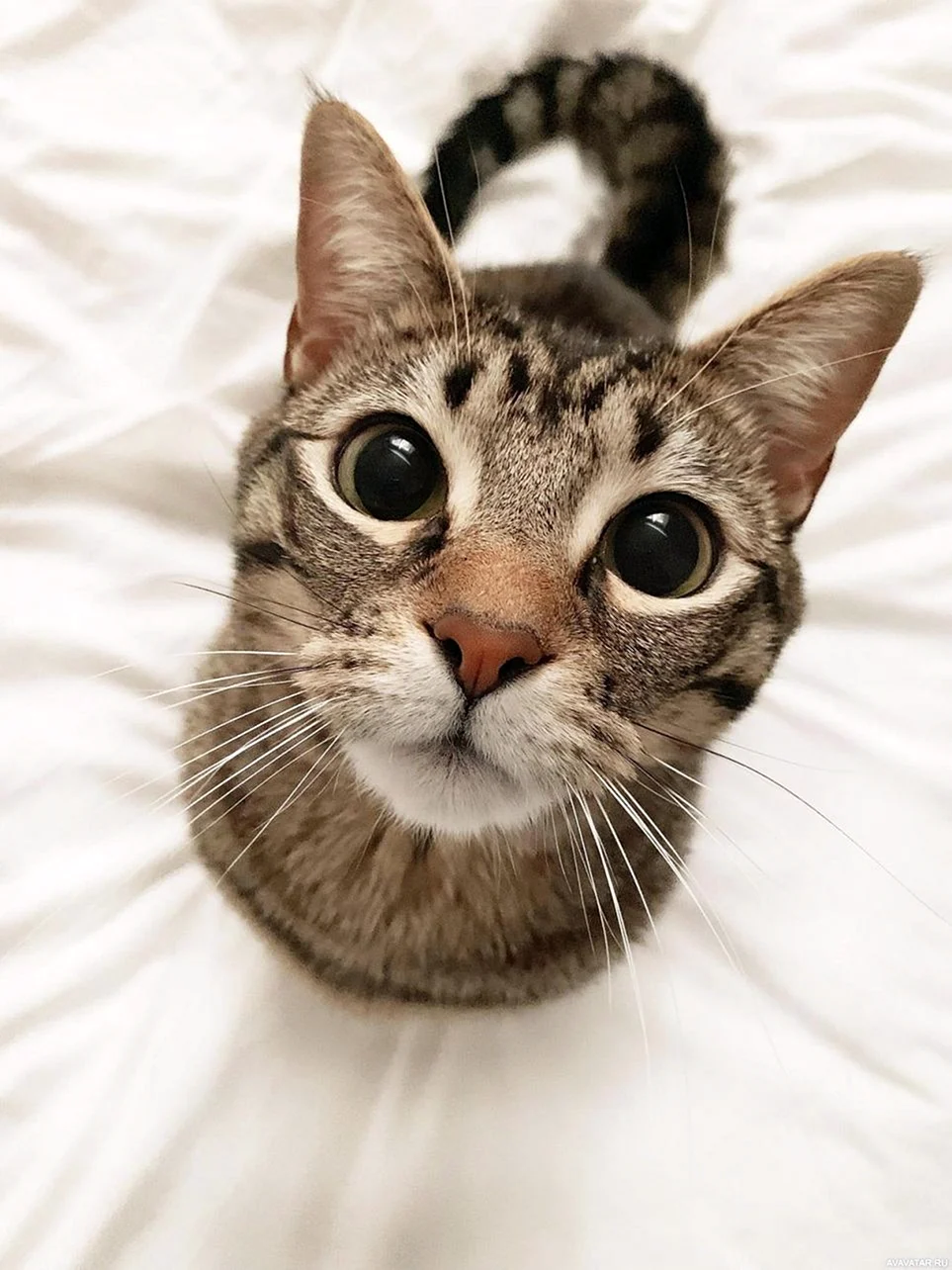 Крутые котики