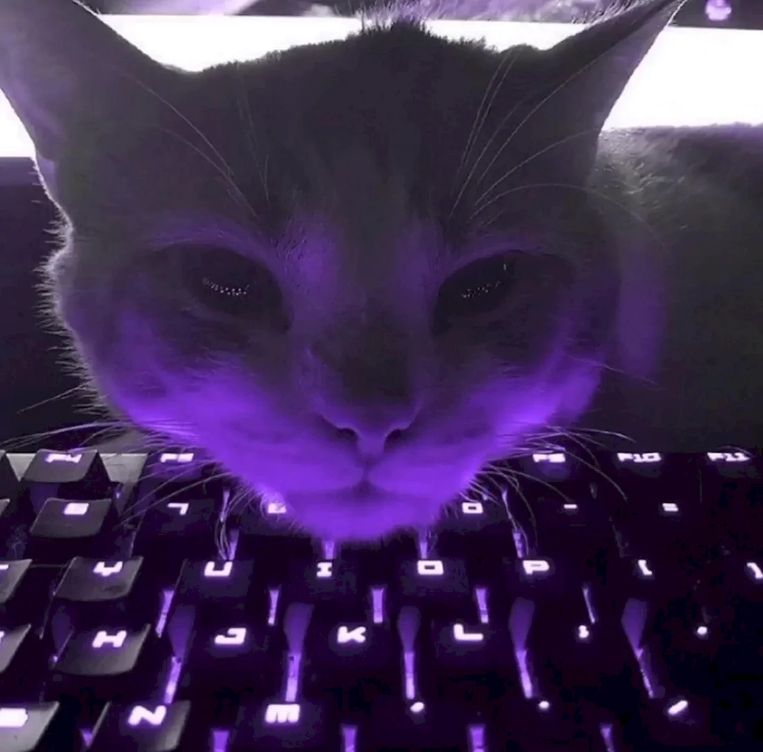 Крутые коты
