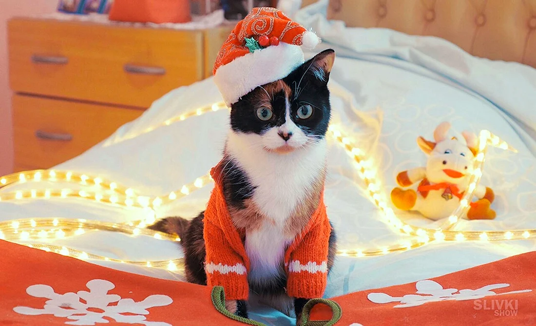 Куки кот