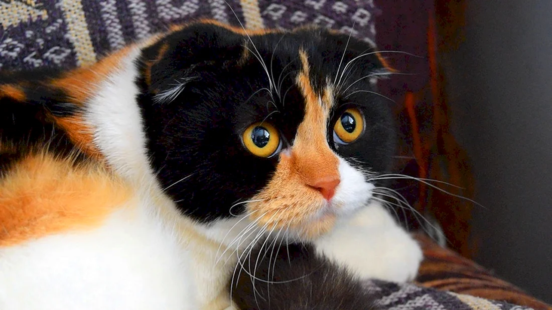 Куки кот