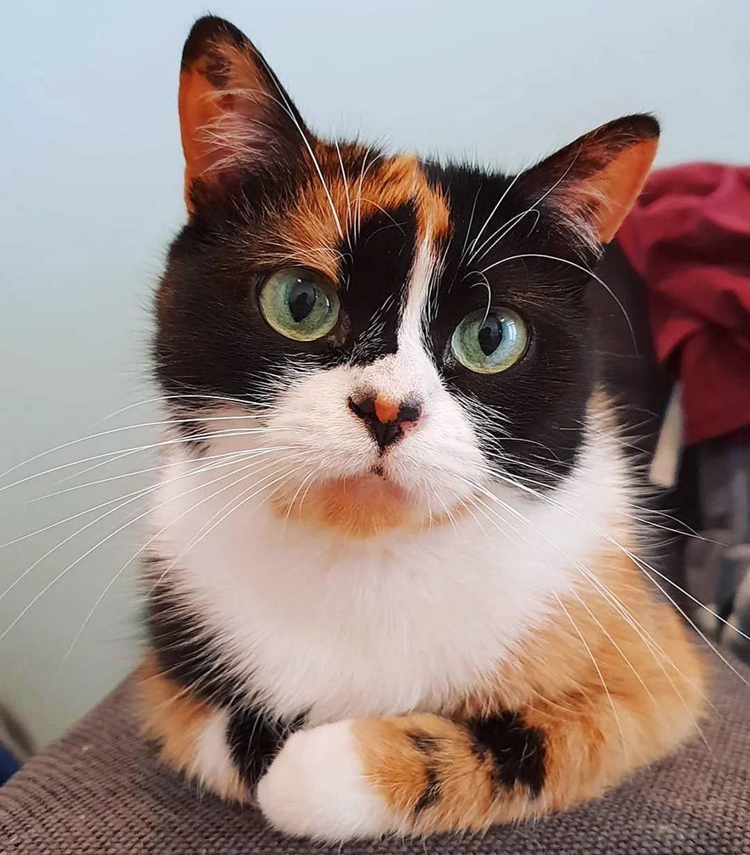 Куки кот