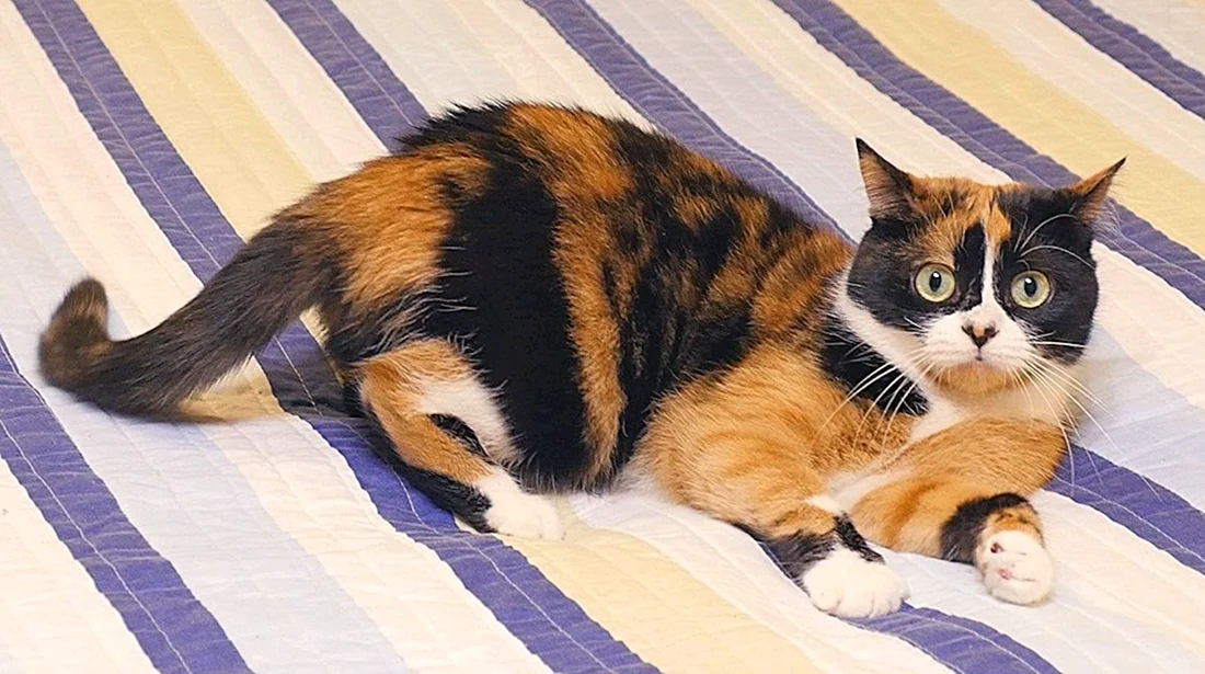 Куки кот