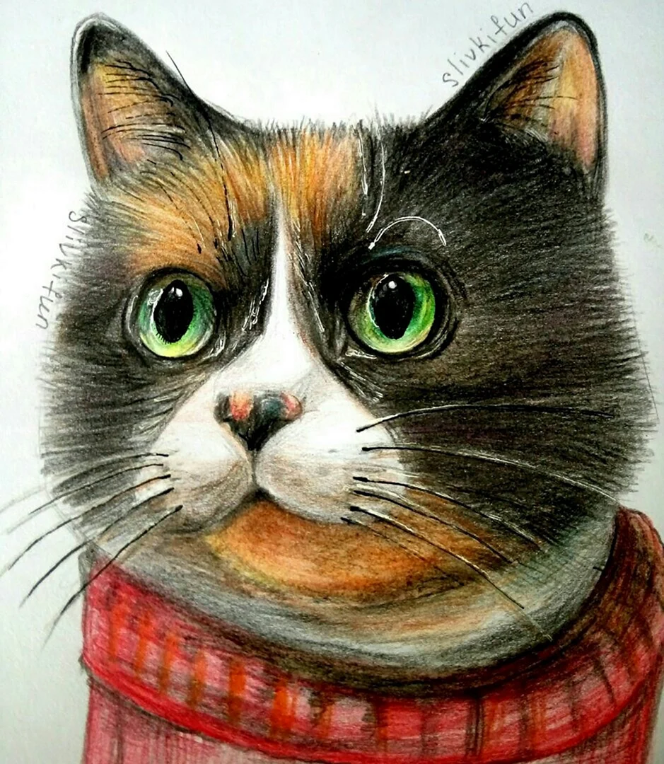 Куки кот