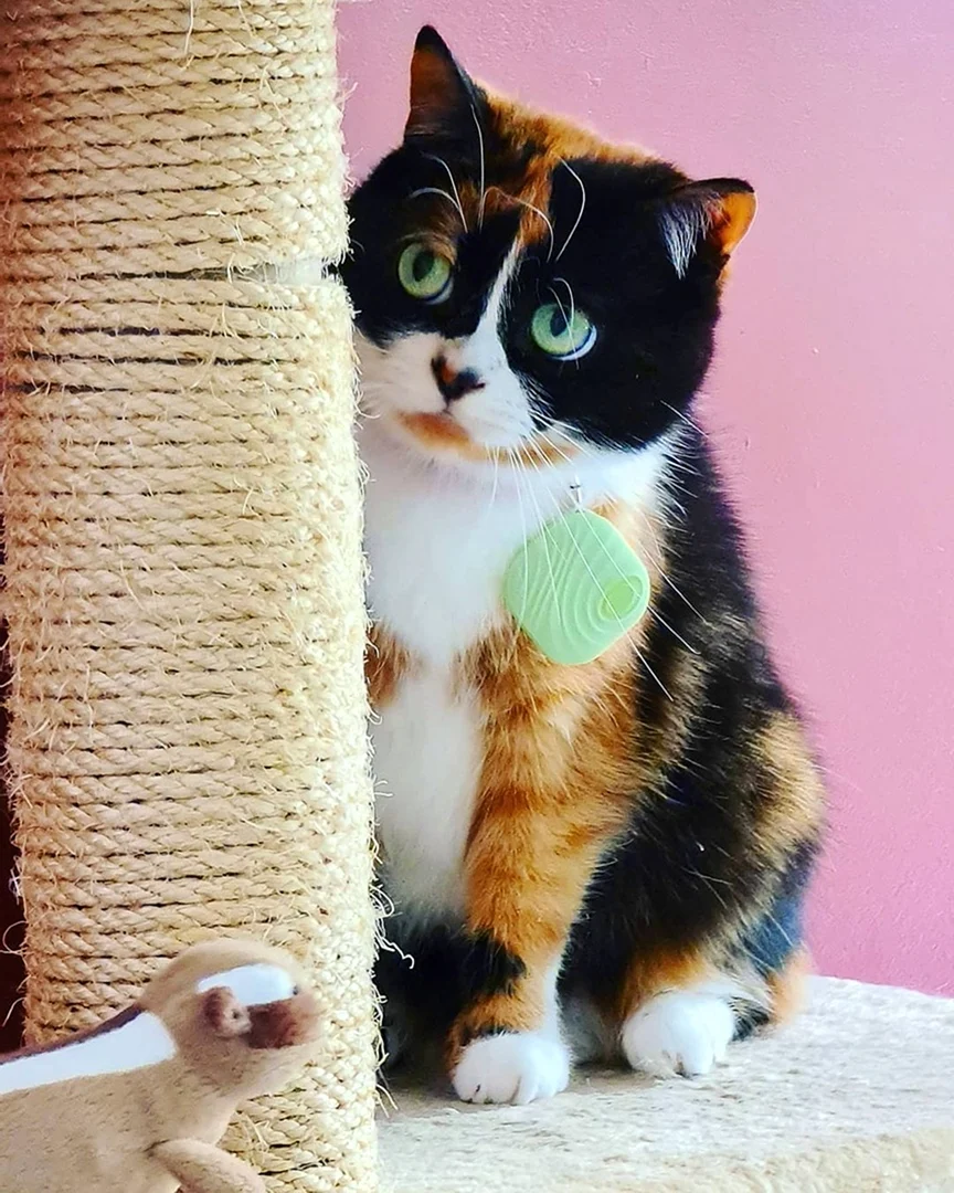 Куки кот